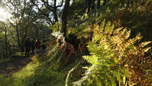 Bracken in foreground turning brown with the arrival of autumn and visitors walk along path through woods in background, Shaugh Bridge, Dartmoor, Devon